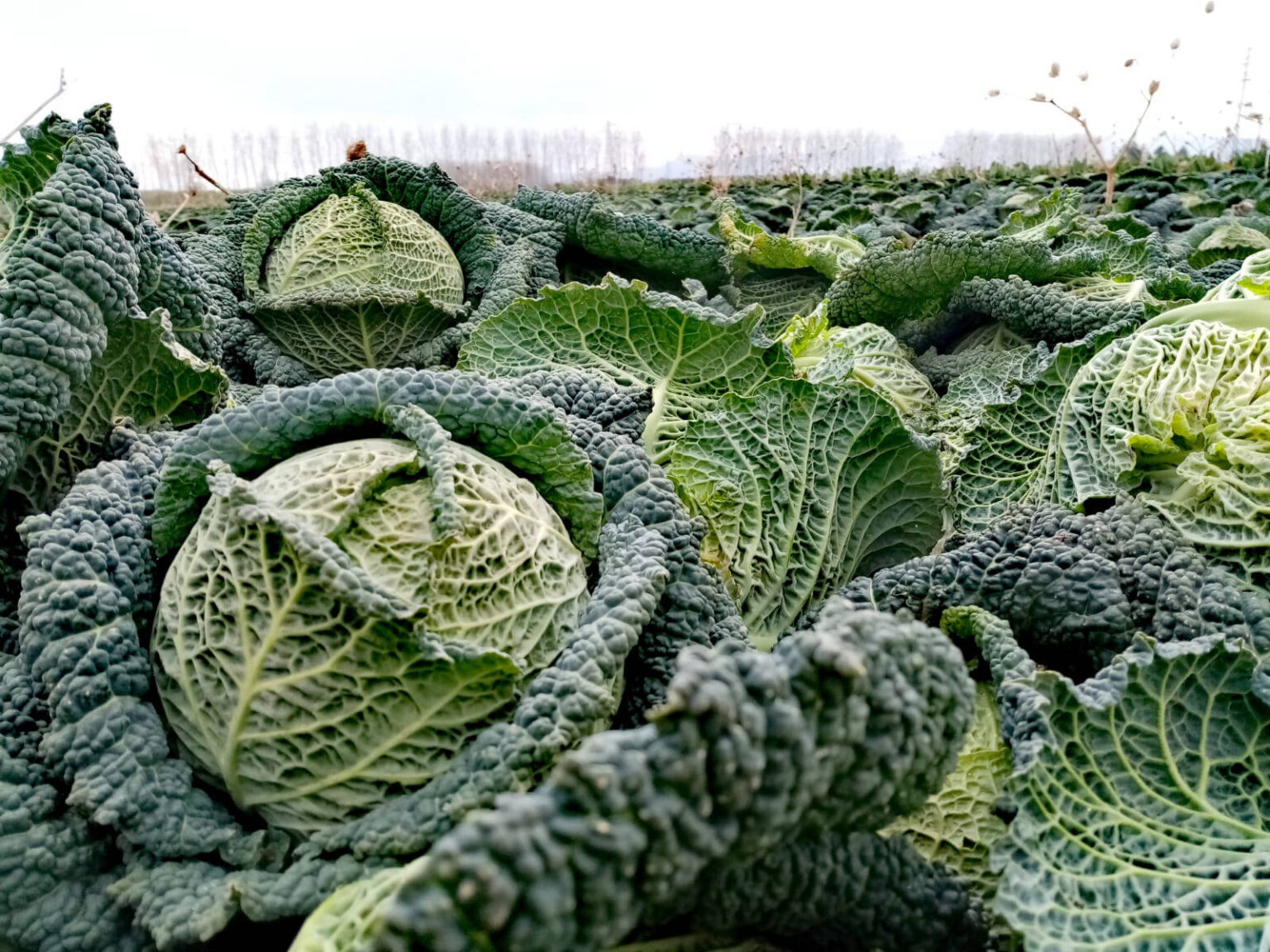 whatsapp-image-2021-03-14-at-22.33.09-1600x1200